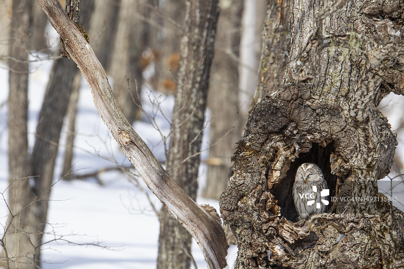 栖息在树洞中的乌拉尔猫头鹰，位于日本北海道岛的森林中图片素材