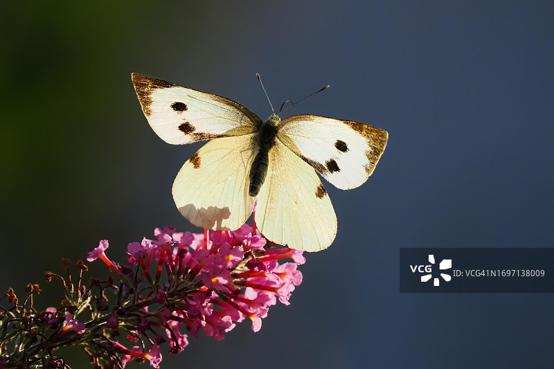 德国黑森，从醉鱼草上飞离的纹白蝶图片素材