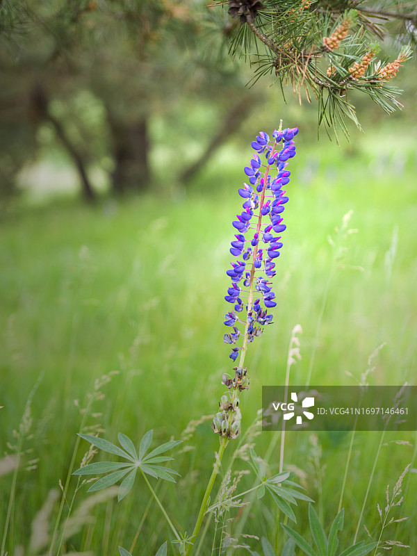 羽扇豆图片素材