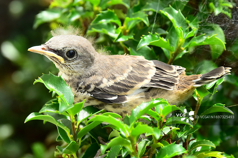 幼年模仿鸟图片素材