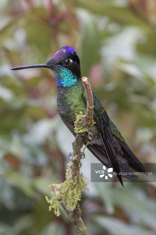 雄蜂鸟栖息图片素材