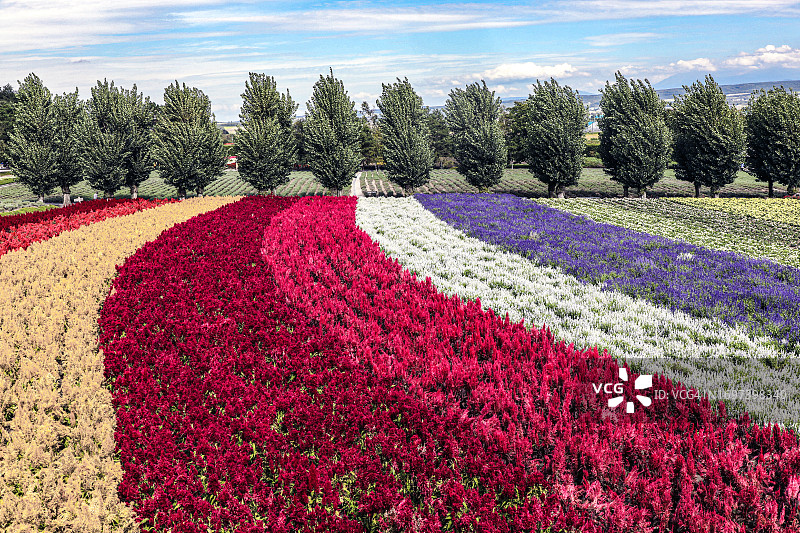 富良野盆地的农场图片素材
