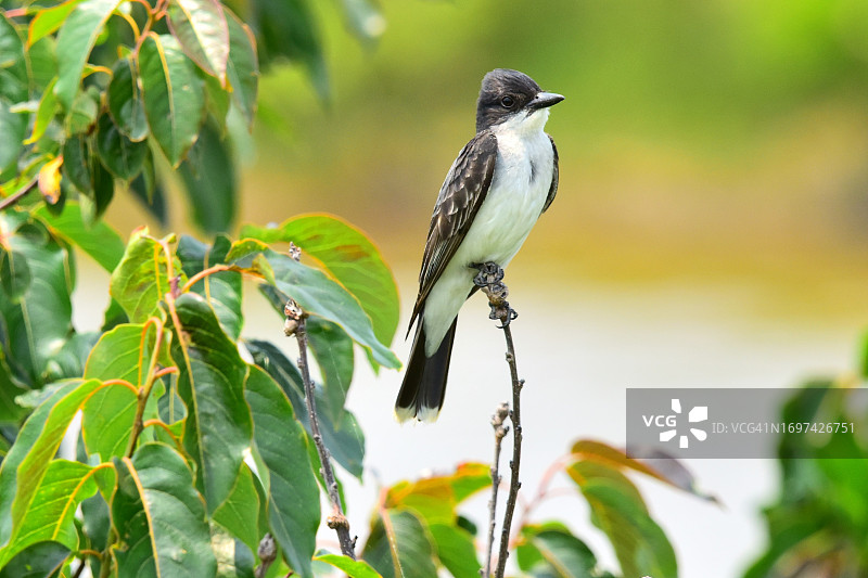 东部美洲食蜂鹟图片素材