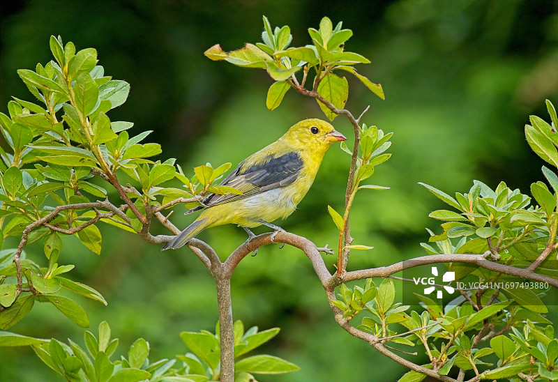 猩红比唐纳雀图片素材