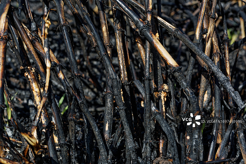烧毁的芦苇图片素材