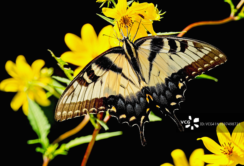 燕尾槽图片素材