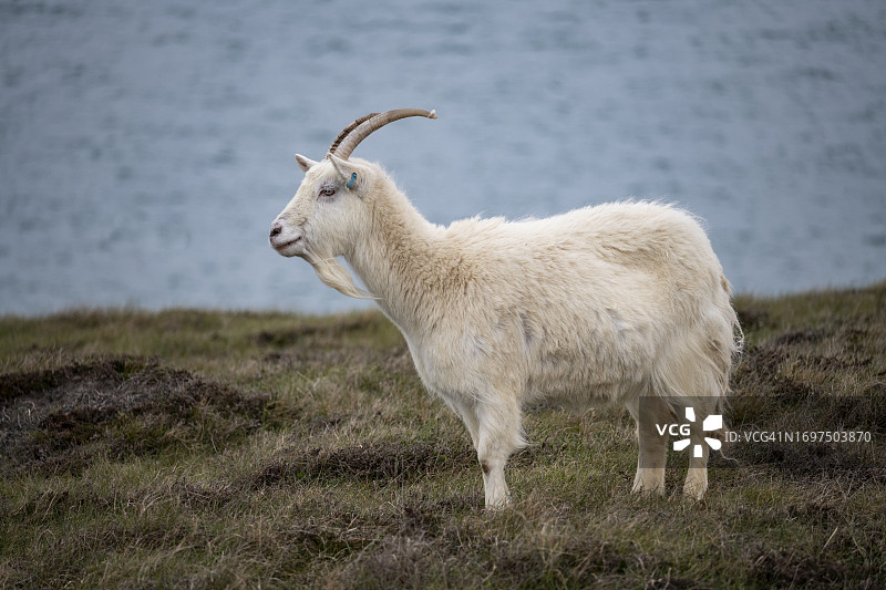 北威尔士安格尔西海岸的小山羊图片素材