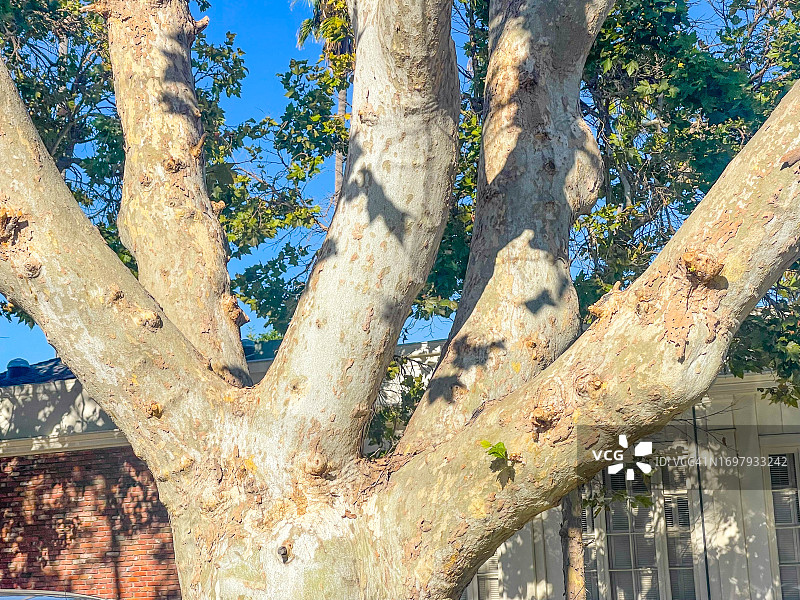 阳光下的树杈，影棚城市图片素材