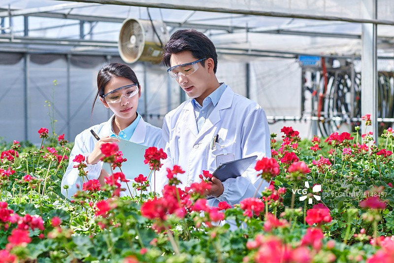 两位亚洲科学家在玫瑰花卉温室中进行检查图片素材