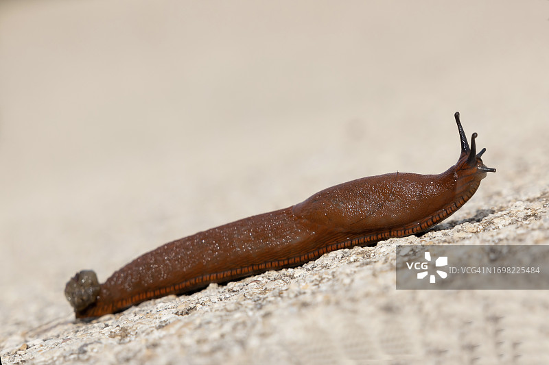 路上的蜗牛图片素材