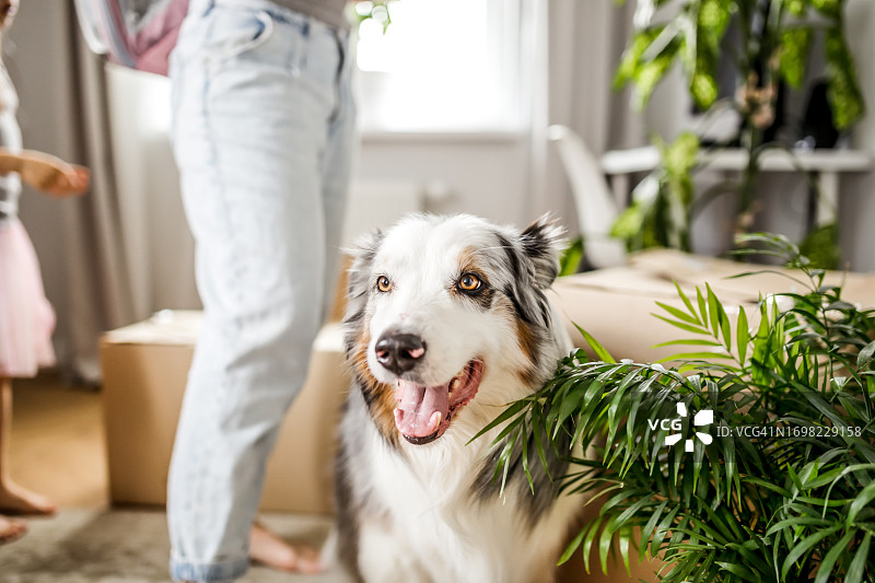 欢迎回家：搬家纸箱旁的新公寓里的澳大利亚牧羊犬图片素材