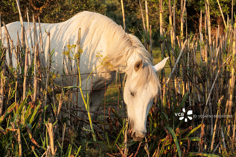 干旱时试图在栅栏后觅食的白色马图片素材