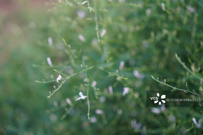 穿心莲，泰国草药，缓解喉咙痛，退烧，绿色蔬菜可预防新冠图片素材