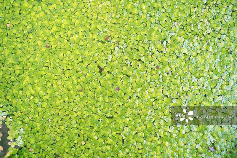 浮萍绿叶图片素材