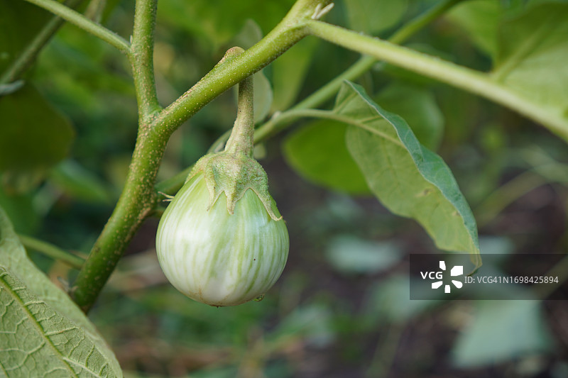 Solanum torvum，豌豆茄图片素材
