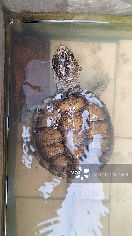 池塘里的宠物龟图片素材