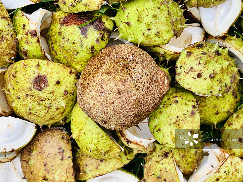 七叶树（马栗树）图片素材