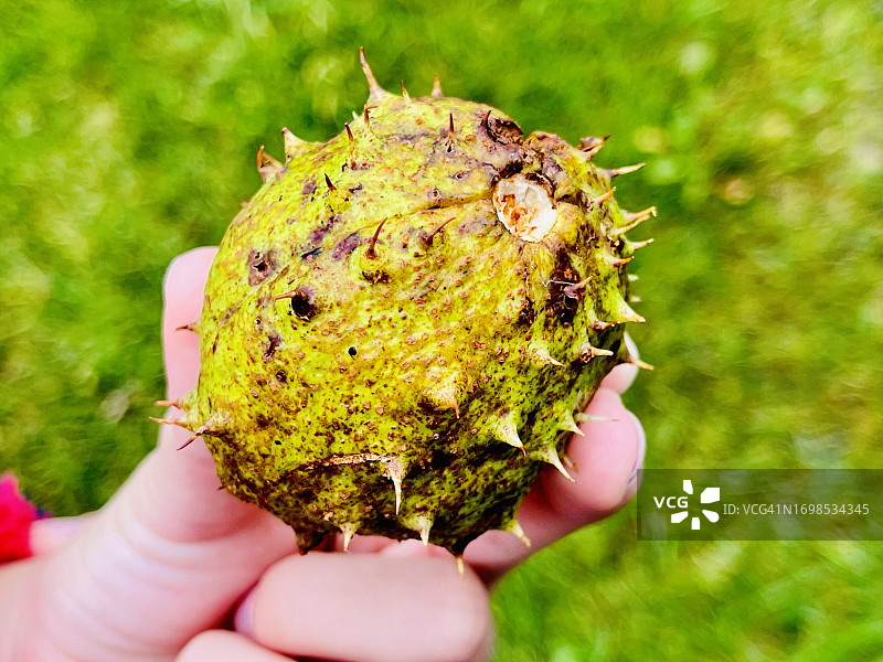 手中的七叶树果实图片素材