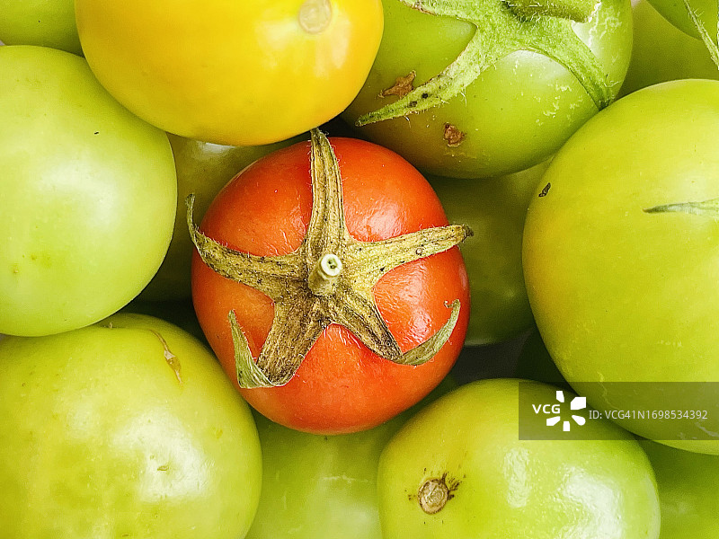 特写镜头下的自产番茄图片素材