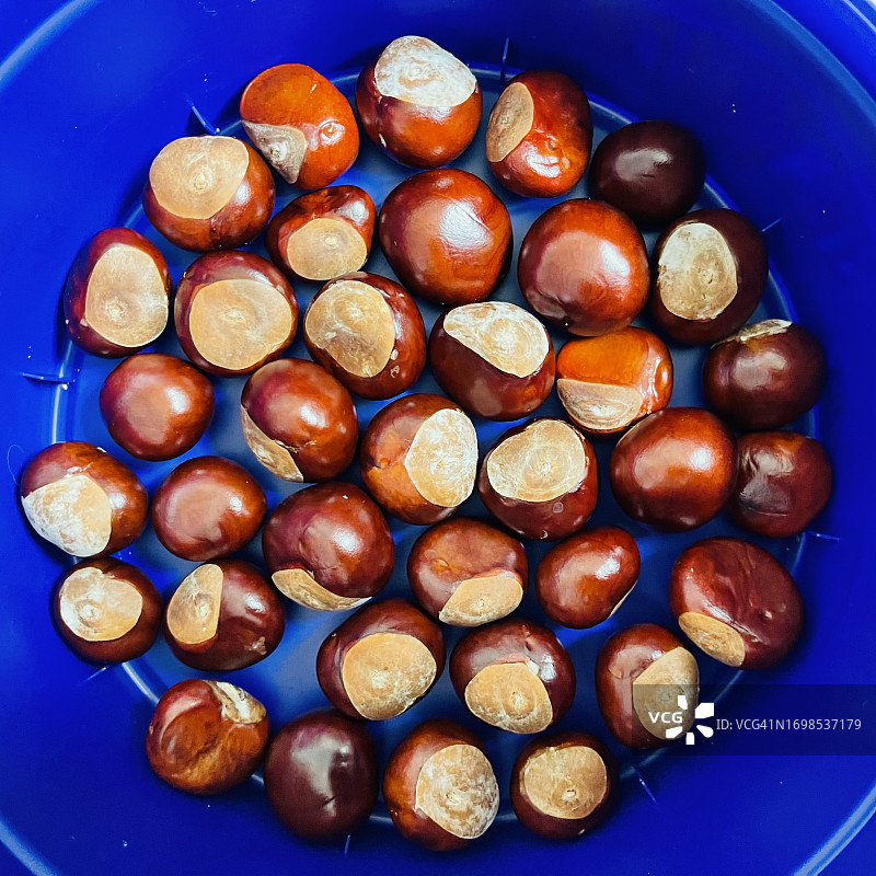 容器中的七叶树种子图片素材