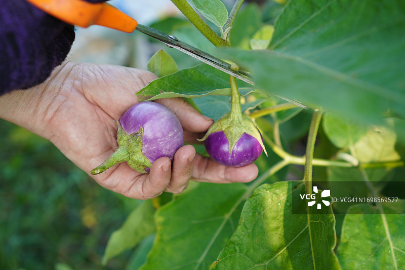 茄科植物，豌豆茄，花园中绿色蔬菜树开花图片素材