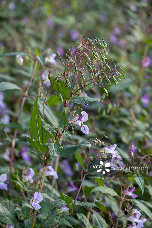 喜马拉雅凤仙花及种子荚图片素材