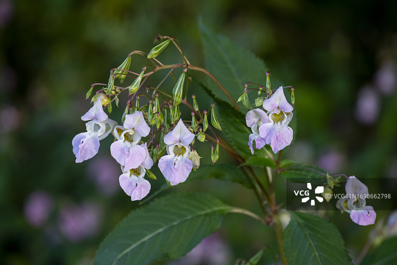 喜马拉雅凤仙花及种子荚图片素材