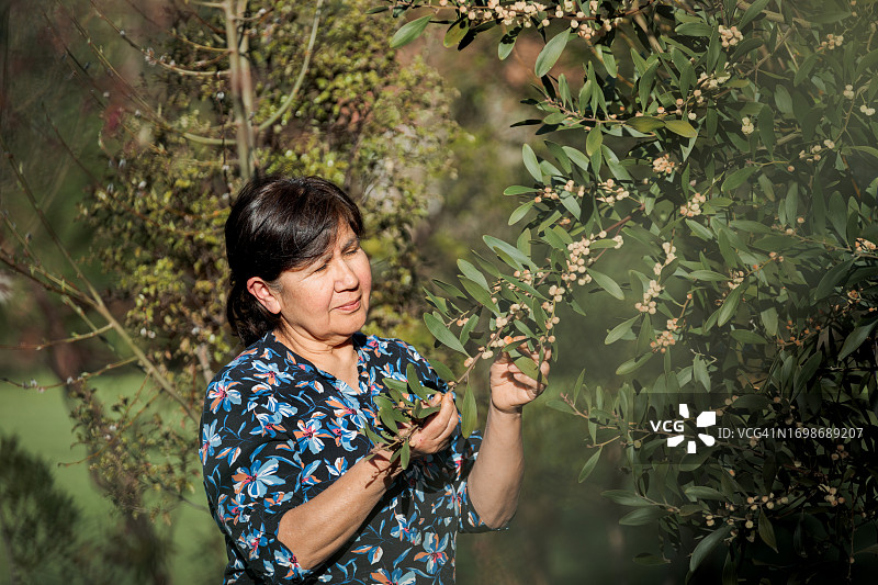触摸黑荆树的拉丁裔农村妇女图片素材