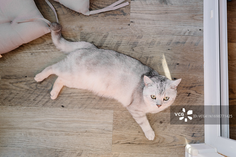 躺在阳台地板上的一只灰白色猫图片素材