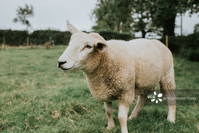 田野里的一只白色绵羊图片素材