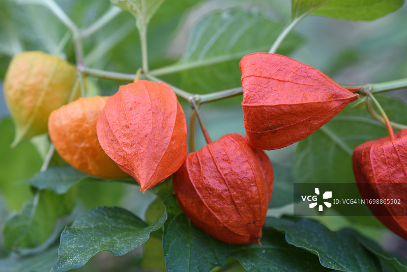 红灯笼果图片素材