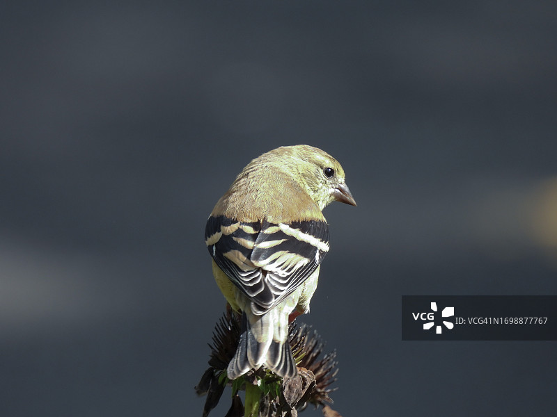 美国金翅雀图片素材