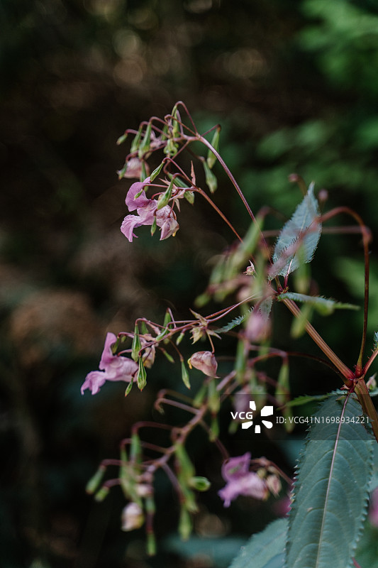 森林中凤仙花特写图片素材