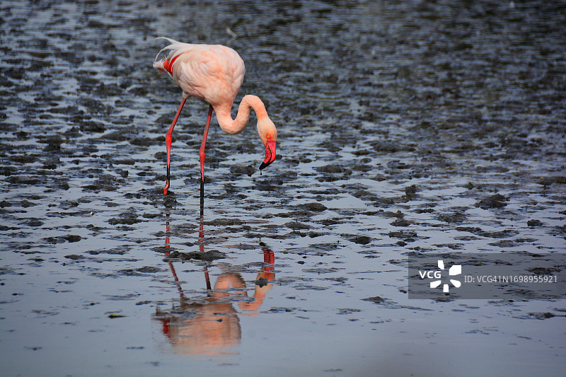 法国卡马格的粉红火烈鸟图片素材