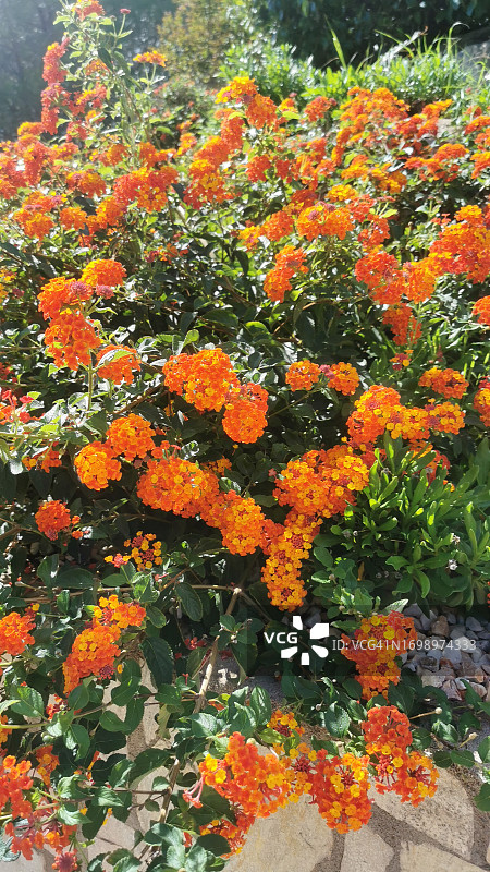 马樱丹属图片素材