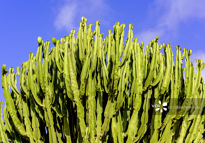 富埃特文图拉岛的大仙人掌树，加那利群岛，西班牙图片素材