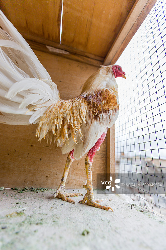 笼中的斗鸡图片素材