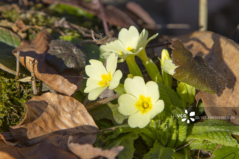 黄色报春花图片素材