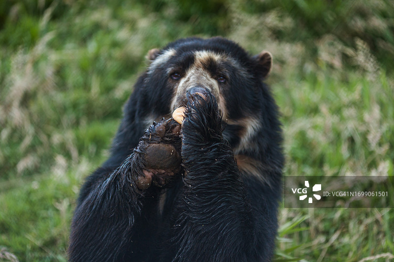 眼镜熊图片素材