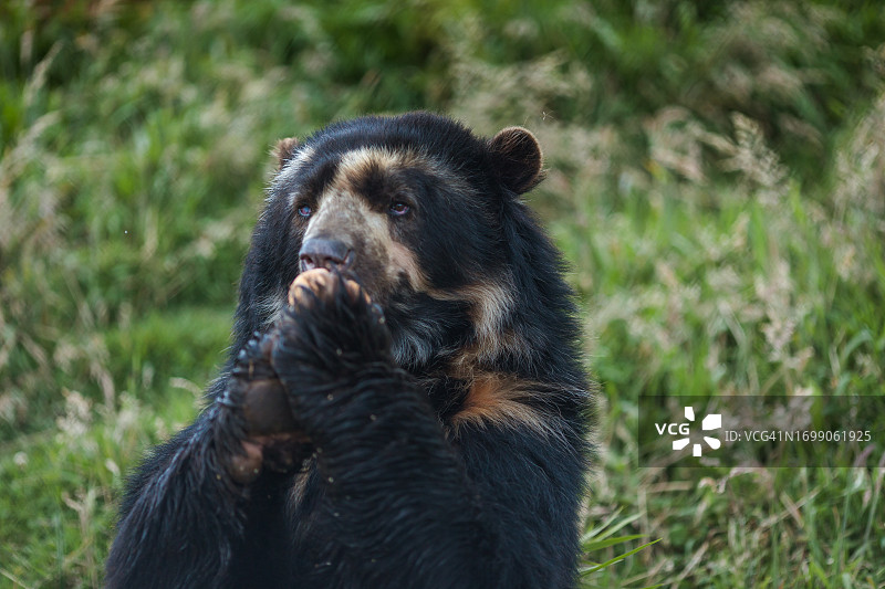 眼镜熊图片素材