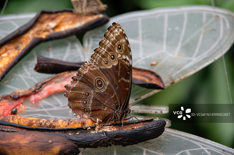海伦娜蓝色闪蝶（通常被称为海伦娜蓝色闪蝶或普通蓝色闪蝶）在花园里悬挂的蝴蝶喂食器上以水果为食图片素材