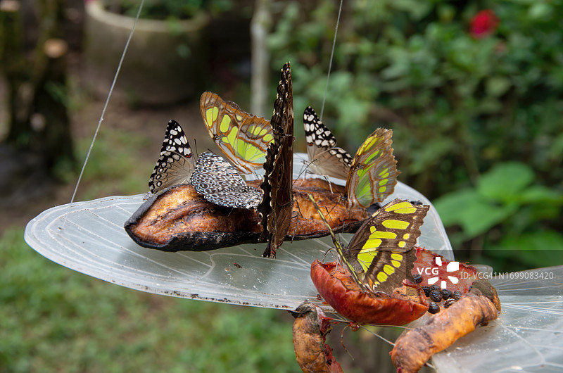 花园里蝴蝶喂食器上的蝴蝶（海伦娜蓝色闪蝶/可变或蓝色饼干/孔雀绿凤蝶）图片素材