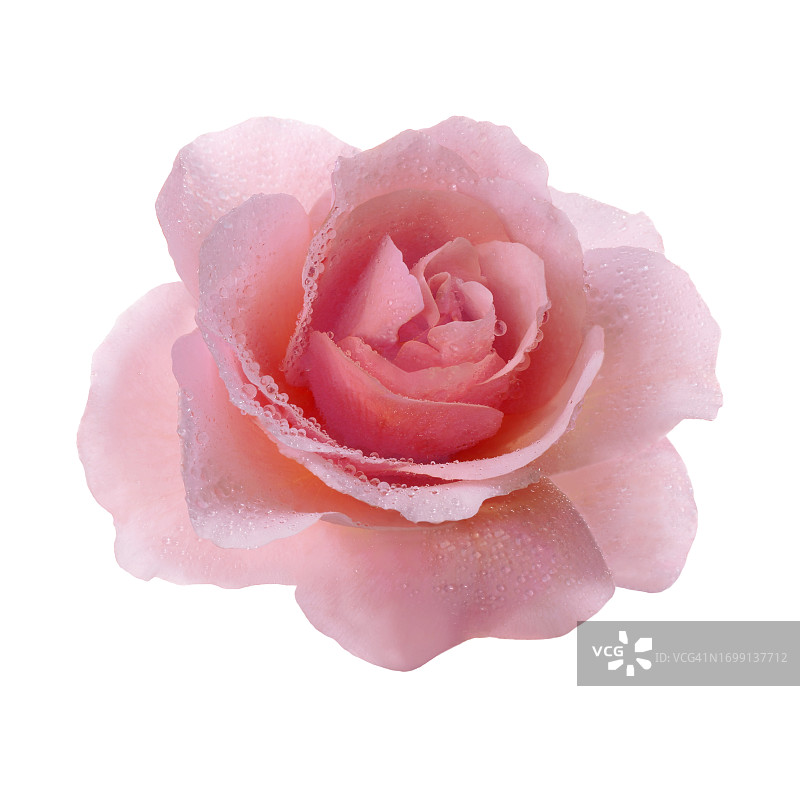 白色背景上，带水滴的粉色玫瑰特写图片素材