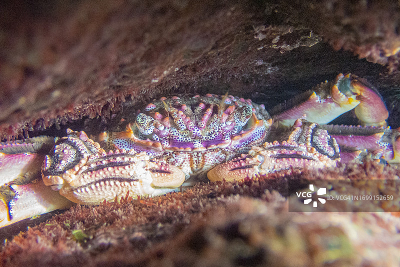 扁蟹，坎卡霍斯海滩，拉帕尔马岛，加那利群岛水下生物图片素材