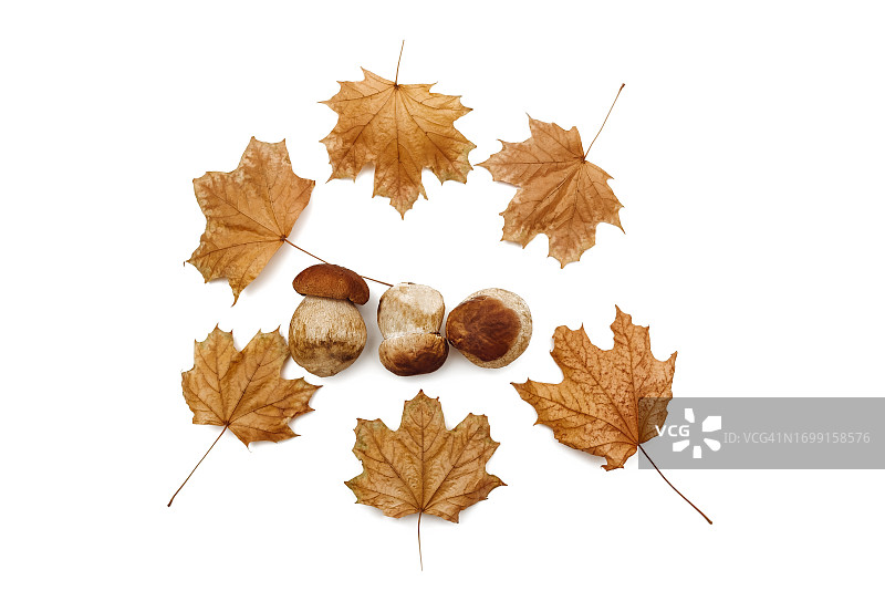 白色背景上的牛肝菌图片素材