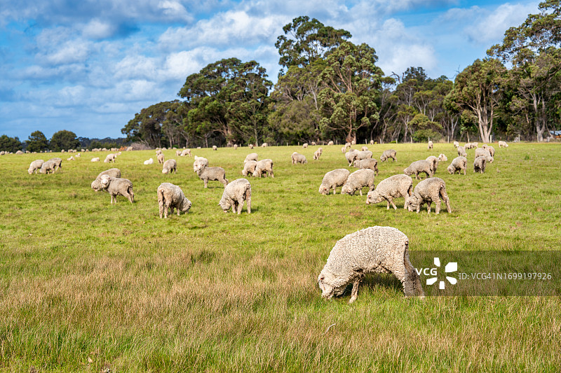 西澳大利亚牧场上的 grazing sheep图片素材