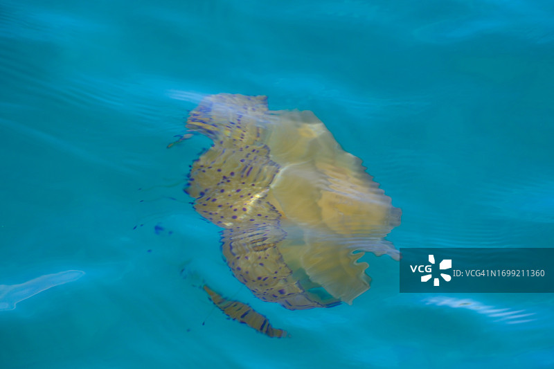 水中游动的水母图片素材