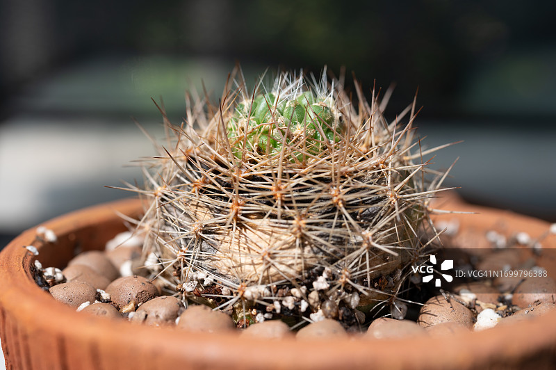 受损仙人掌上长出的新芽图片素材