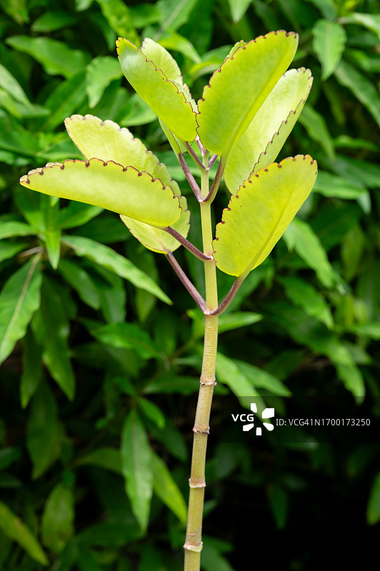 落地生根上的叶子图片素材