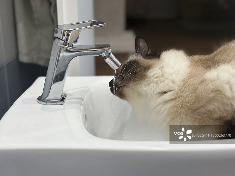 缅甸猫在坐浴盆里喝水图片素材